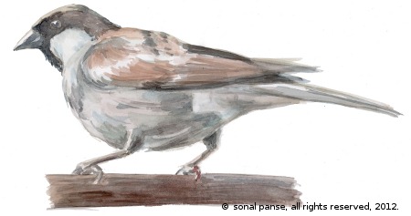 Sparrow1 Sparrow1