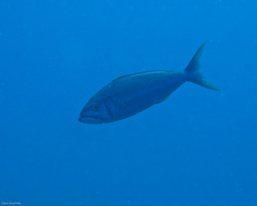 P6173950
