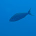 Bigmouth snapper - Photo (c) 104623964081378888743, some rights reserved (CC BY-NC-SA)