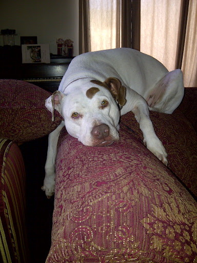 According to Bella (who was saved and adopted into a forever home by A Dog's Life Rescue), According to Bella (who was saved and adopted into a forever home by A Dog's Life Rescue),