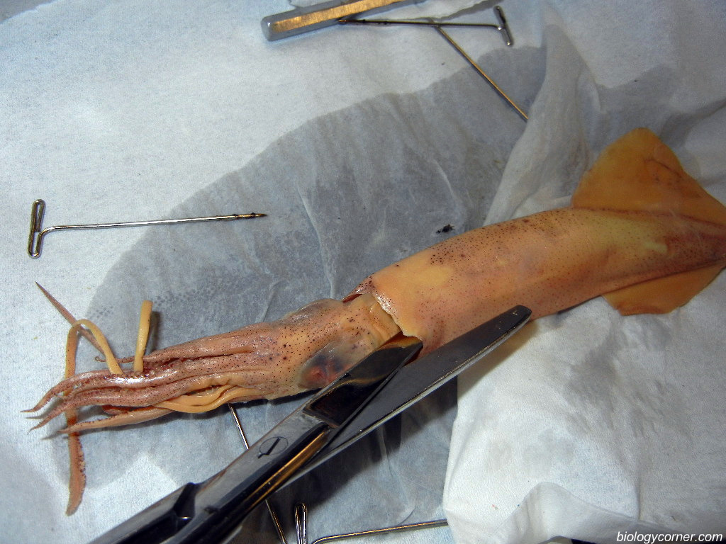 squid_incision_01.JPG