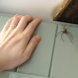 Tegenaria sp. (male) - this is about as big as they get!