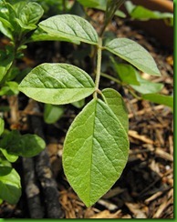 Glycyrrhiza uralensis Glycyrrhiza uralensis