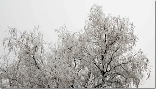 Snow Tree