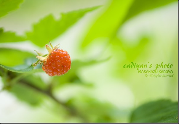 D700_2013-06-10_004 D700_2013-06-10_004