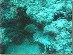 Moray with Cleaner Fish