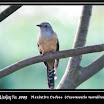 Planintive Cuckoo --- Cacomantis merulinus-02.jpg