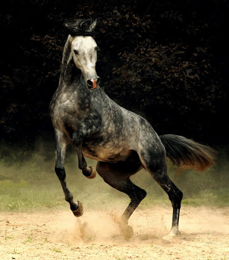 Arabian Wojtek Kwiatkowski Horse Photography