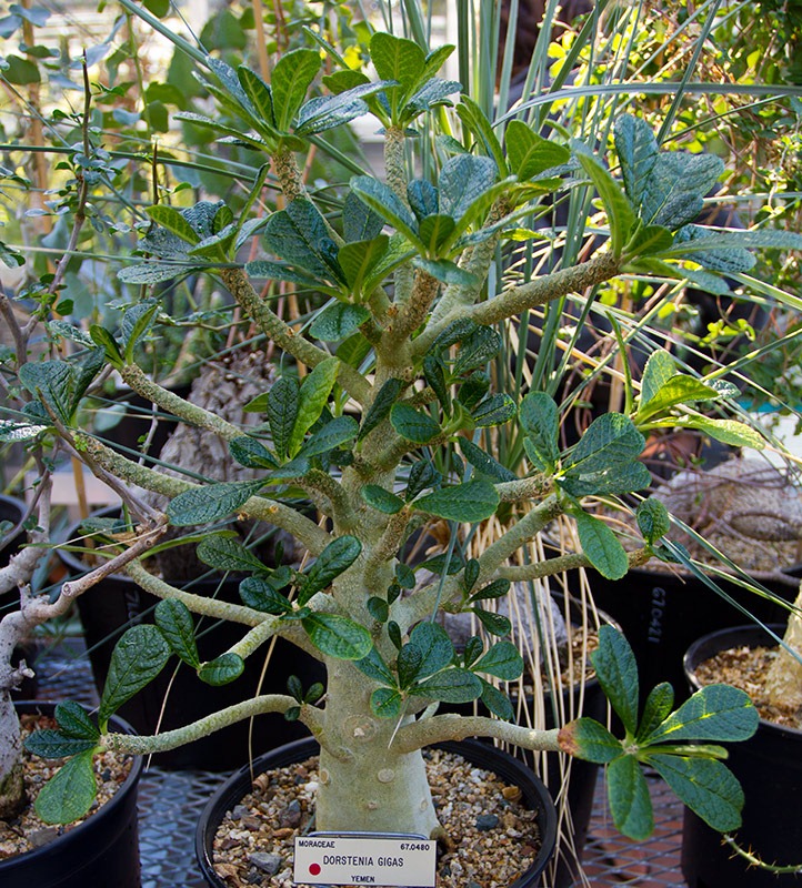 [111228_UCBG_Dorstenia-gigas4.jpg]