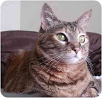 Chelsea is a domestic shorthair from Molly's Mutts & Meows in Los Angeles, one of the shelters Margo's Bark supports.