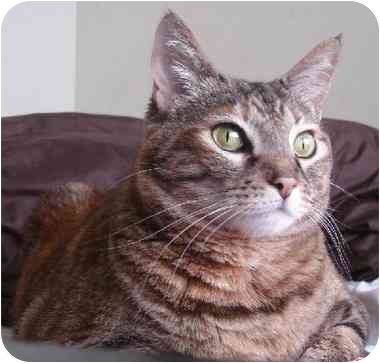Chelsea is a domestic shorthair from Molly's Mutts & Meows in Los Angeles, one of the shelters Margo's Bark supports. Chelsea is a domestic shorthair from Molly's Mutts & Meows in Los Angeles, one of the shelters Margo's Bark supports.