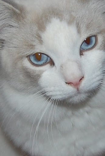 gatos ragdoll bogota