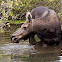 Moose