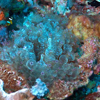 Nemo in einer wunderschönen Anemone, Komodo