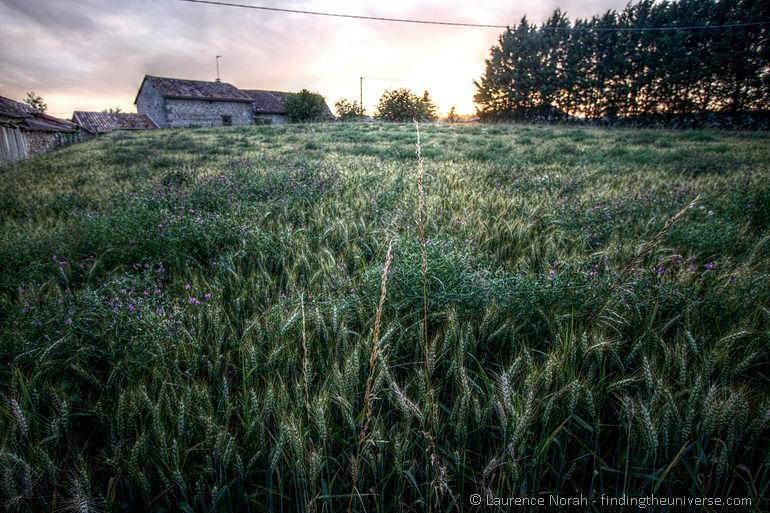 Sunset wheat stalk Sunset wheat stalk