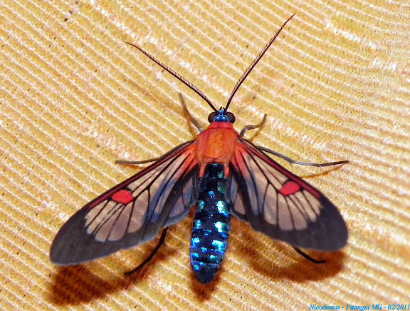 Lépidoptères de Pitangui au Minas Gerais - Arctiidae : Arctiinae : Euchromiini : Cosmosoma teuthras (WALKER, 1854). Pitangui (MG, Brésil), 2 février 2011. Photo : Nicodemos Roas