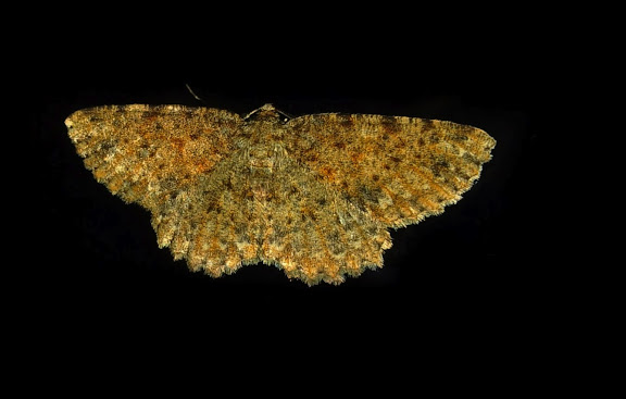 Geometridae d'Australie orientale (N.S.W.) - Geometridae : Sterrhinae : Idaea ferrilinea WARREN, 1900. Umina Beach (NSW, Australie), 31 octobre 2011. Photo : Barbara Kedzierski