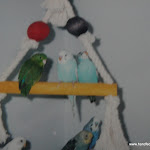 Old Budgie Pics 027.JPG