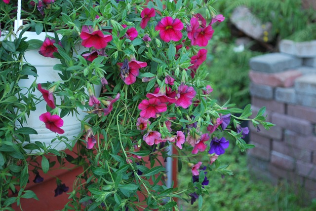 [Summer%2520House%2520Flowers%255B4%255D.jpg]