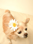 My little flower girl!