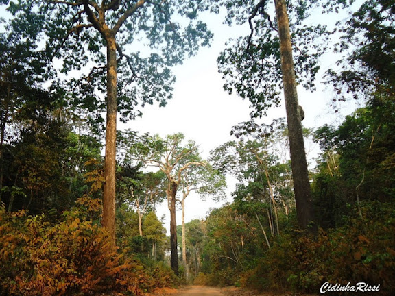 La forêt amazonienne entre Itauba et Marcelândia, au nord du Mato Grosso (Brésil), 6 septembre 2010. Cette forêt demeure préservée parce qu'elle est productrice de noix brésilienne ou noix d'Amazonie (castanha-do-Pará, en portugais), noix de l'arbre Bertholletia excelsa (Lecythidaceae). Photo : Cidinha Rissi