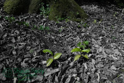 Glendurgan Garden-3.jpg