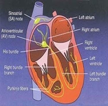 Anatomy of Heart Anatomy of Heart