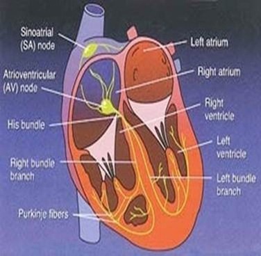 Anatomy of Heart