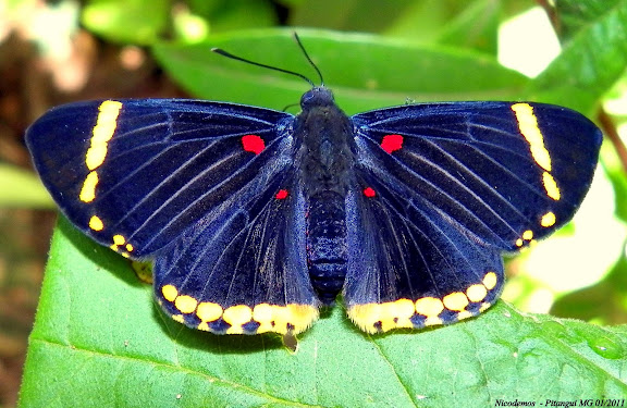 Riodinidae : Riodinini : Melanis electron auriferax (STICHEL, 1910) ou plutôt Melanis xenia xenia (HEWITSON, [1853]). Pitangui (MG, Brésil), 19 janvier 2011. Photo : Nicodemos Rosa