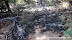 Burning the forest at anak Krakatoa by Lava Bomb, some Lava Bomb more than 1,5 km from main crater forest_fire3.jpg