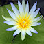 The Blue Lotus Flower Amongst the Water Lily Pads - Adelaide, Australia
