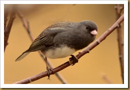 - Junco D7K_8765 November 17, 2011 NIKON D7000