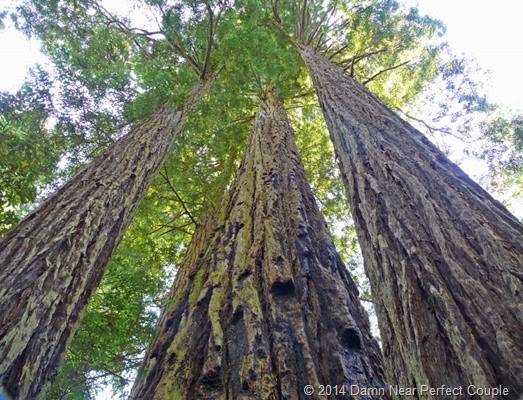 Lady Bird Redwoods