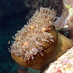 Eine Nemo-Familie gesehen in Hoga