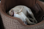 That's why we rely on our coats from Martha Stewart Pets in the winter.  Other small and shorthaired dogs simply don't have the fur or body weight to keep them warm.