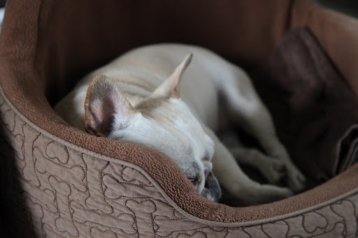 That's why we rely on our coats from Martha Stewart Pets in the winter.  Other small and shorthaired dogs simply don't have the fur or body weight to keep them warm.