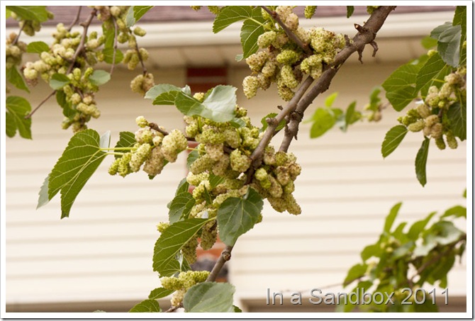 Mulberry-berries-edit-1-LR