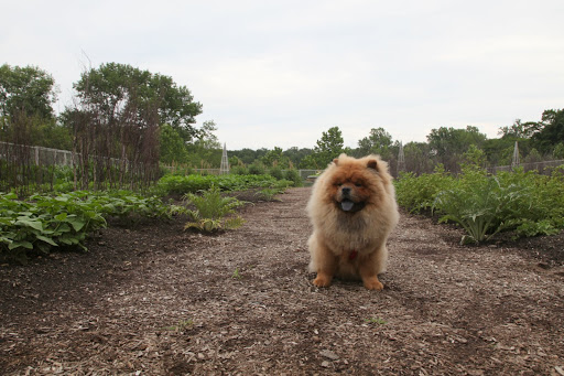 Welcome to the vegetable garden, where I have worked so hard!