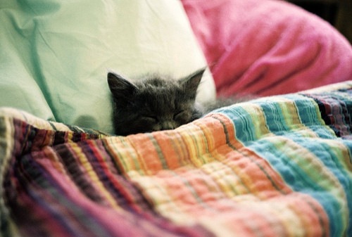 [animal%252Ccats%252Canimals%252Ccute%252Ckitty%252Csleep-c292c7110587eb2335e93836282b81c3_h_large%255B2%255D.jpg]