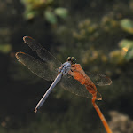 IMG_3448.JPG