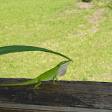 Clyde, the chameleon. (Hes really an anole.)