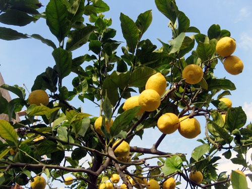 [citrus_limon%255B3%255D.jpg]