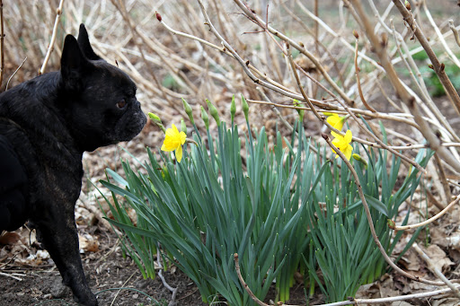 They're blossoming all over the place!  Daffodil is the common name, but did you know they're actually a type of Narcissus?  They're related to the Amaryllis.