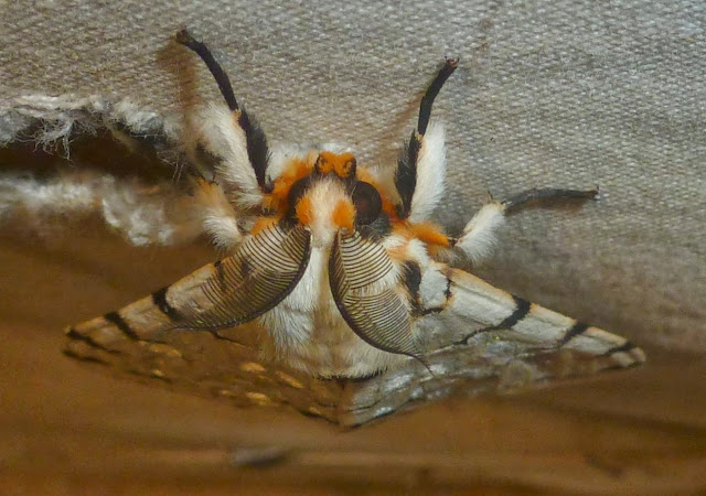 Lymantriidae : Lymantica velutina (MABILLE, 1879), endémique. Saha Forest Camp, Anjozorobe (Madagascar). 2 janvier 2014. Photo : T. Laugier