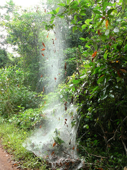 Toile d'araignées sociales. Près de Cacao (Guyane), 28 novembre 2011. Photo : C. Renoton