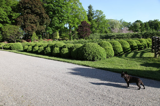 I wonder how the tree peonies are doing - lets go have a look Sharkey.