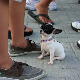 Pet Express Doggie Run 2012 Philippines. Jpg (252).JPG