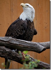aviary57