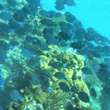 diving Caribbean