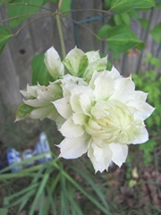 clematis white double 2013 odd one front but back can be seen